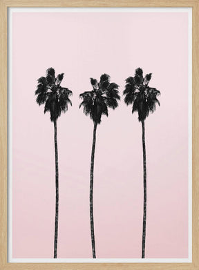 Pinky Palms Poster