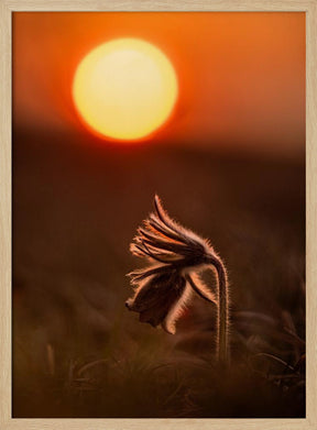 Pulsatilla nigricans Poster