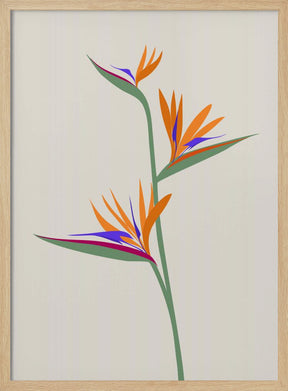 Bird of paradise Poster