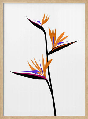 Bird of paradise in black Poster