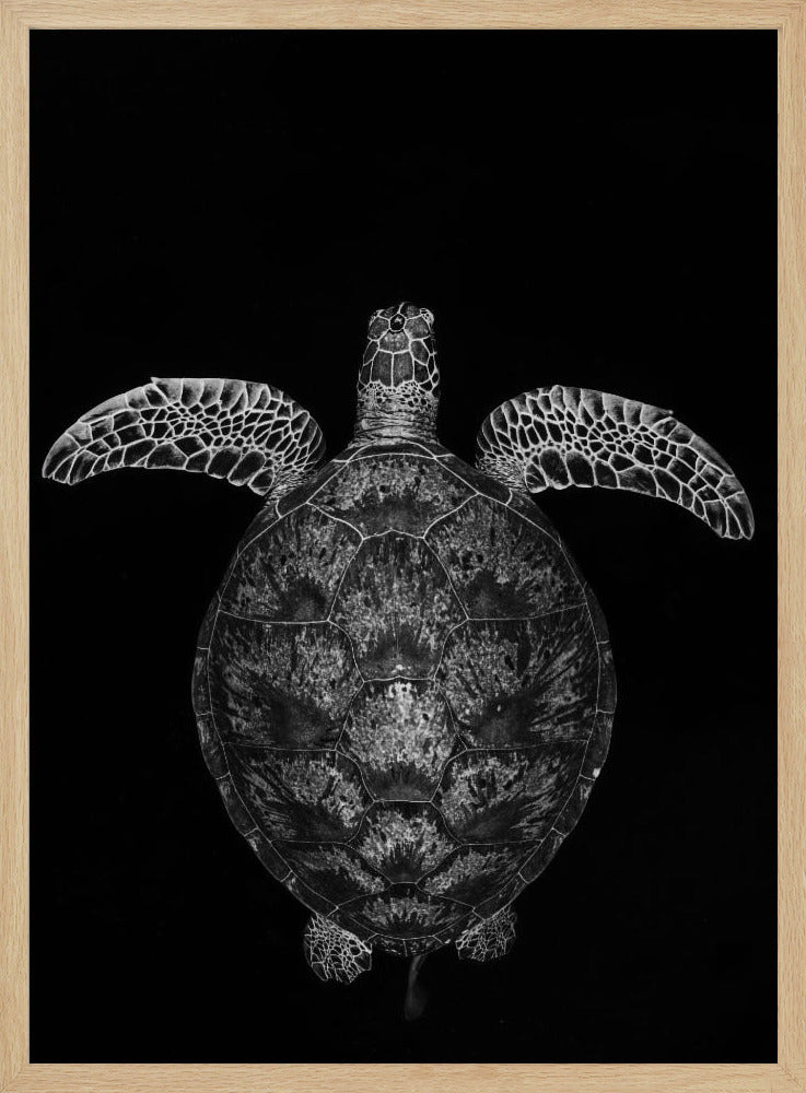 Green turtle on black and white Poster