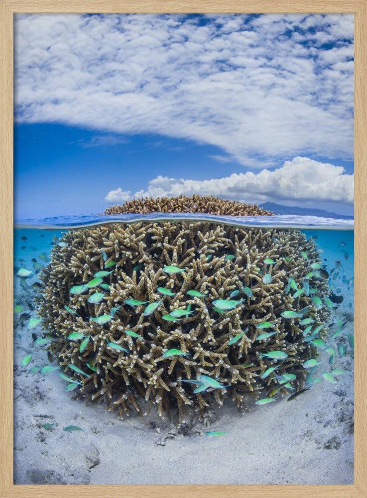 Coral Ball from Mayotte Poster