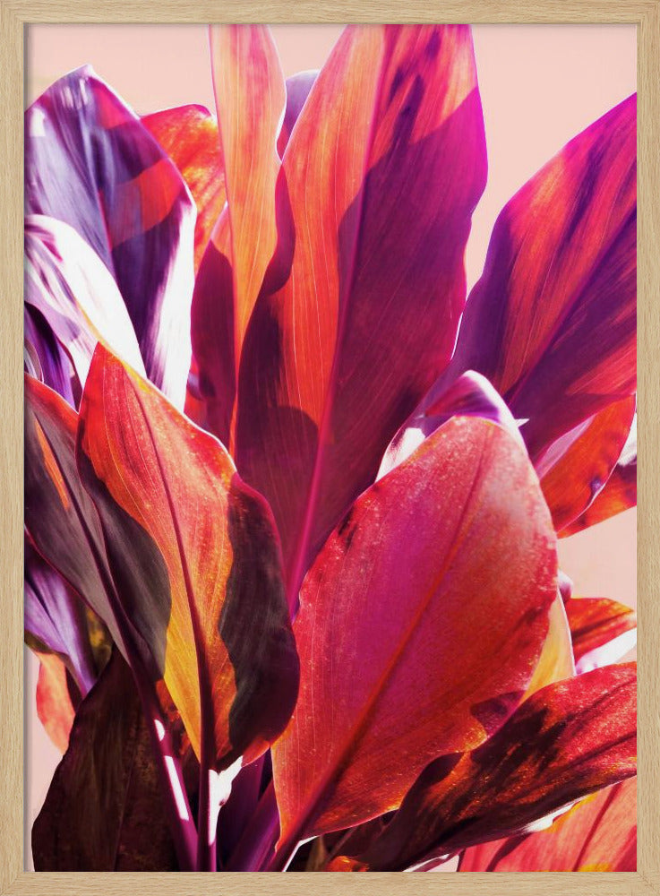 Fuchsia Leaves I Poster