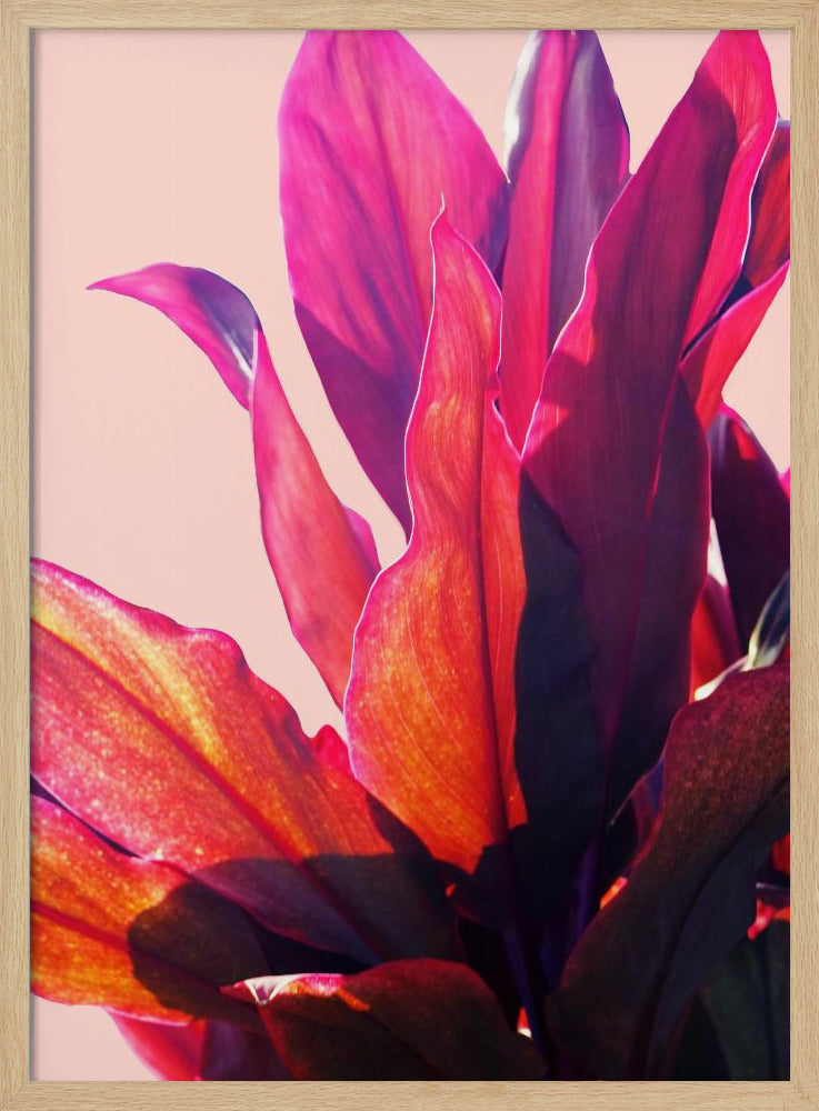 Fuchsia Leaves II Poster