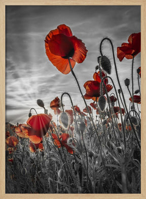 Fascinating poppies | colorkey Poster