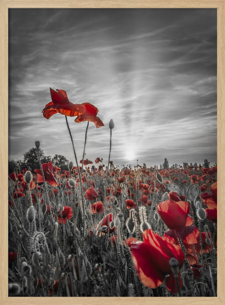 Poppies in sunset | colorkey Poster