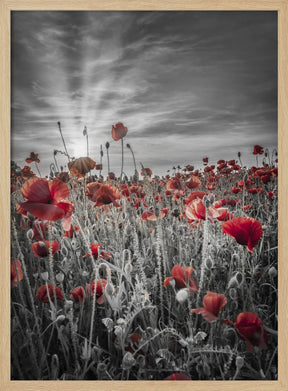 Gorgeous sunset in a poppy field | colorkey Poster