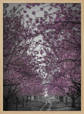 Amazing cherry blossom alley in pink Poster