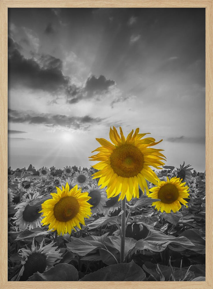 Yellow pop sunflowers Poster