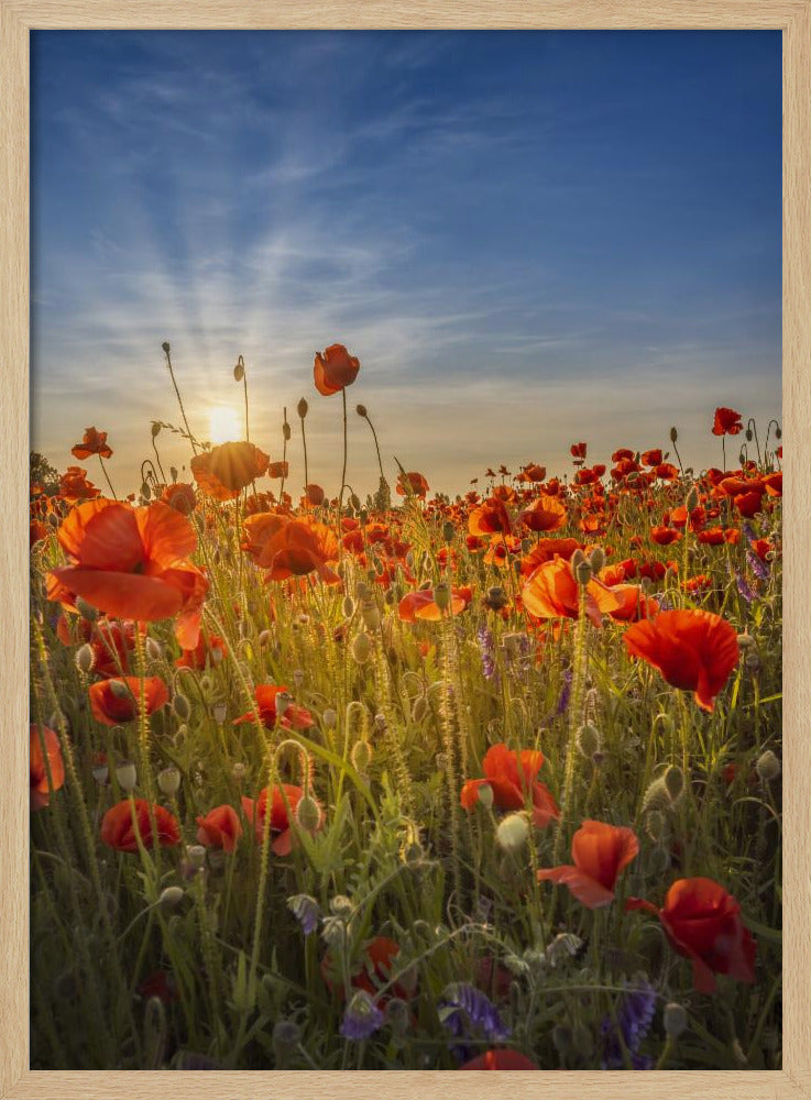 Gorgeous sunset in a poppy field Poster