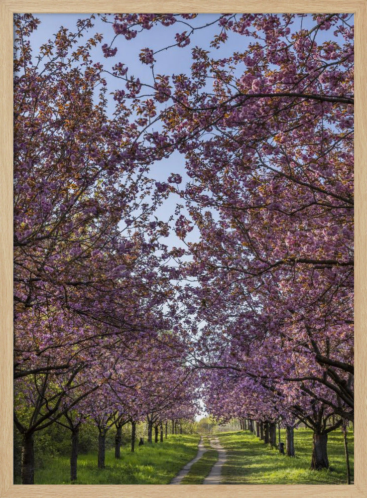 Idyllic cherry blossom trail Poster