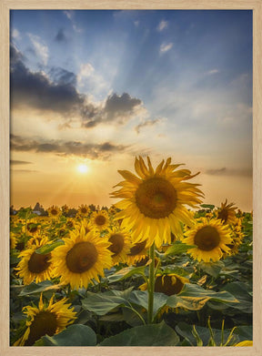 Sunset with beautiful sunflowers Poster