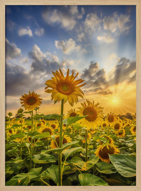 Sunflower field at sunset Poster