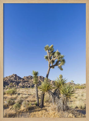 Idyllic Joshua Tree National Park Poster