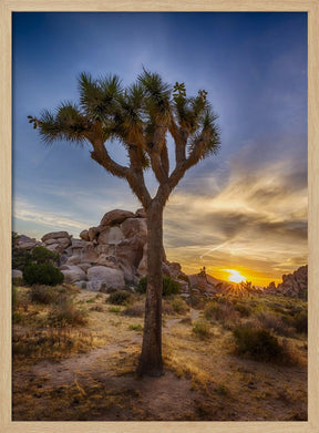 Charming sunset at Joshua Tree National Park Poster