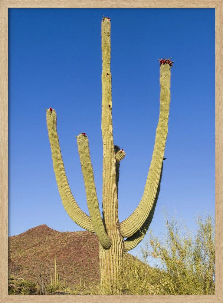 SAGUARO NATIONAL PARK Giant Saguaro Poster