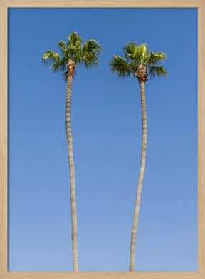 Idyllic Palm trees Poster