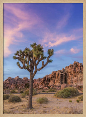 Joshua Tree Evening Atmosphere Poster