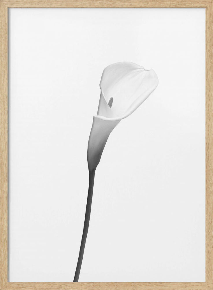 Calla | bright design Poster