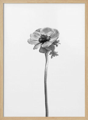 Anemone coronaria | bright design Poster