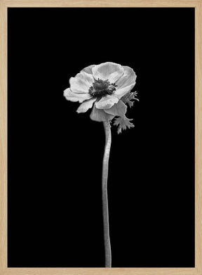 Anemone coronaria | dark design Poster