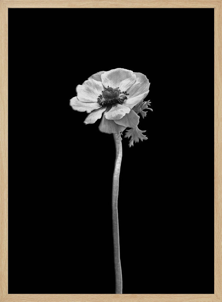 Anemone coronaria | dark design Poster