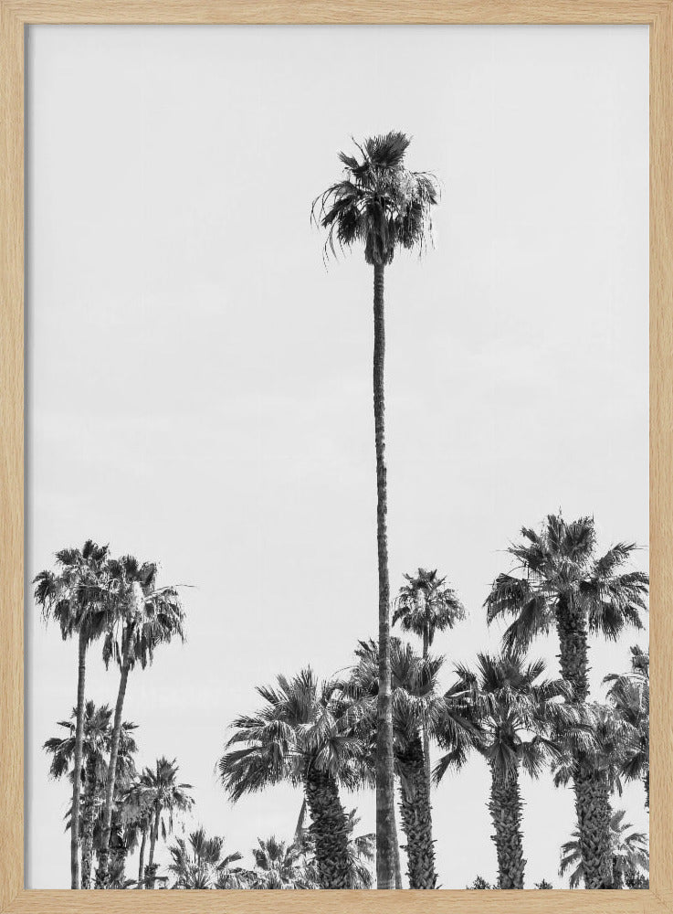 Palm Trees at the beach | monochrome Poster