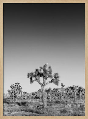 Joshua Trees - monochrome Poster