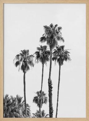 Palm trees | monochrome Poster