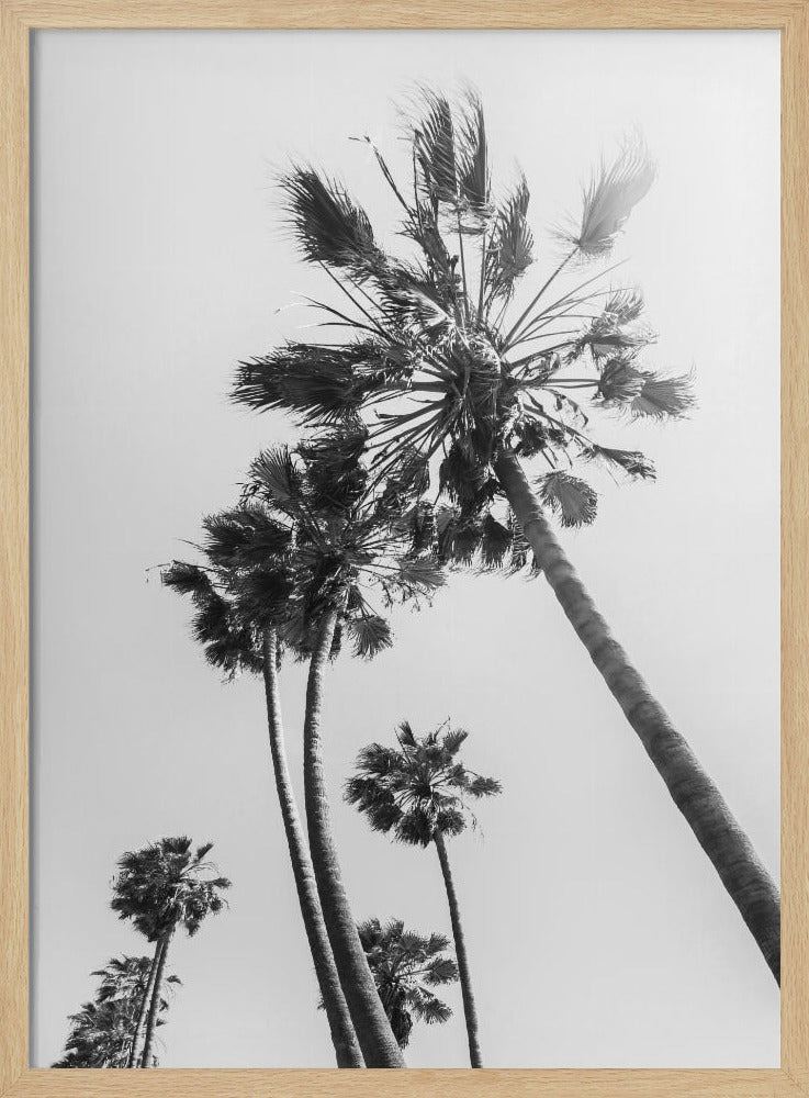 Palm trees in the sun | monochrome Poster