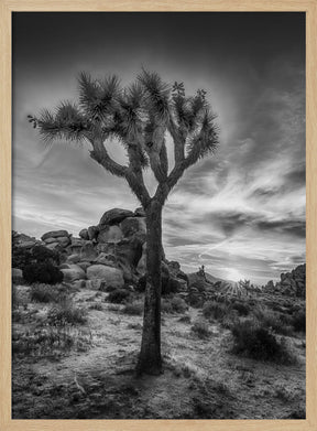 Charming sunset in Joshua Tree National Park Poster