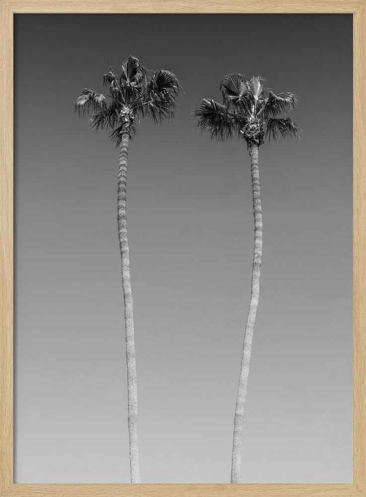 Idyllic Palm trees | Monochrome Poster