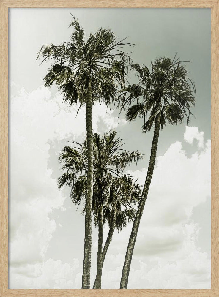 Palm Trees and sky | Vintage Poster