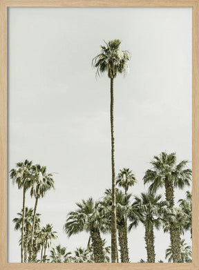 Palm Trees at the beach Poster