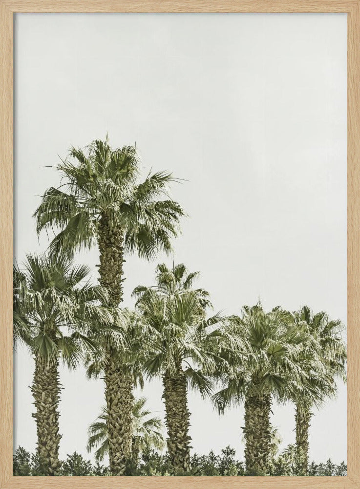 Tropical Palm Trees | Vintage Poster