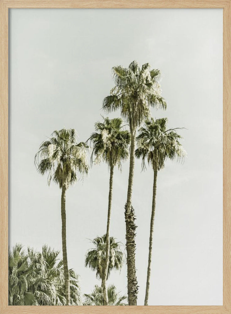 Palm Trees Summertime Poster