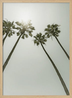 Palm Trees in the sun | Vintage Poster