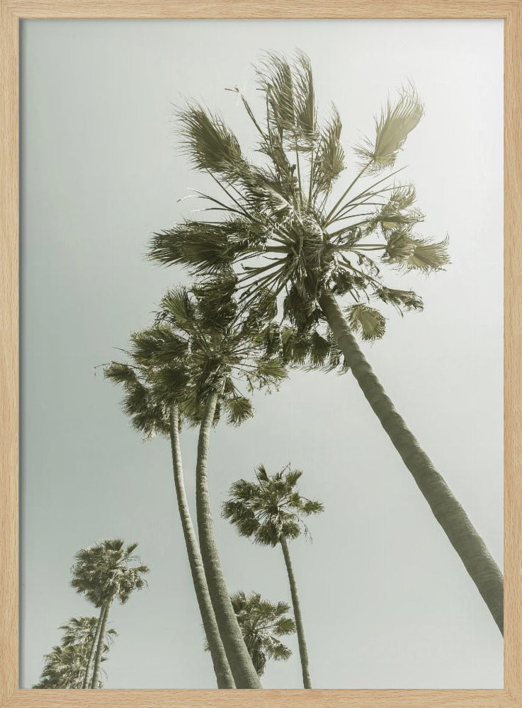 Vintage Palm Trees in the sun Poster