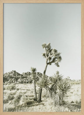 Joshua Tree National Park Vintage Impression Poster