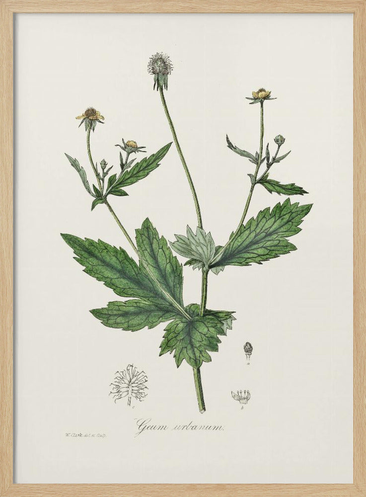 Wood Avens (geum Urbanum)  Medical Botany Poster