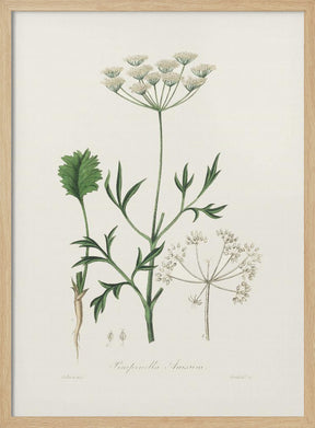 Aniseed (pimpinella Anisum) Medical Botany Poster