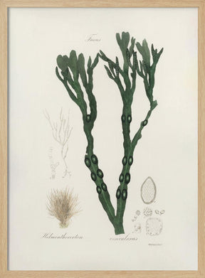 Bladder Wrack (fucus Vesiculosus)  Medical Botany Poster