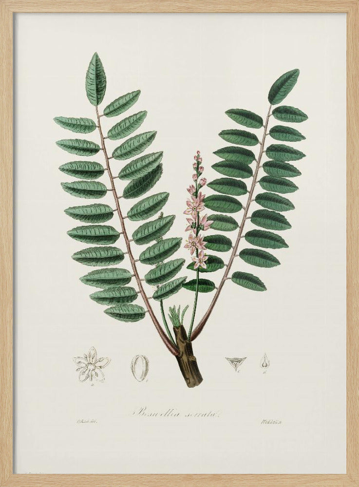 Boswellia Serrata Medical Botany Poster