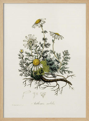 Chamomile (anthemis Nobilis) Medical Botany Poster