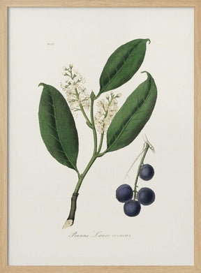 Cherry Laurel (prunus Laurocerasus) Medical Botany Poster