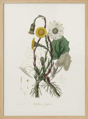 Coltsfoot (tussilago Farfara)  Medical Botany Poster