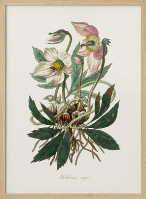 Christmas Rose (helleborus Niger)  Medical Botany Poster