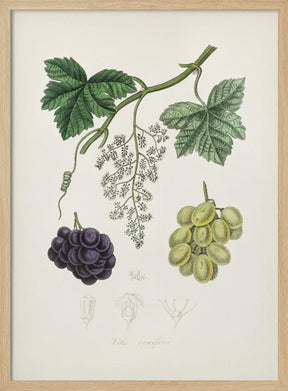 Common Grape Vine (vitis Vinifera) Medical Botany Poster