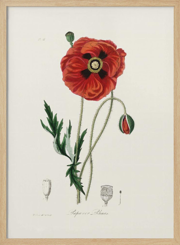 Common Poppy (papaver Rhoeas) Medical Botany Poster