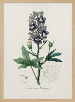 Delphinum Staphisagria Medical Botany Poster